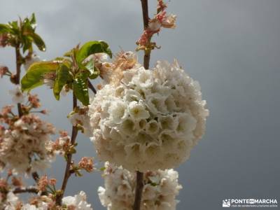 Cerezos flor_Valle del Jerte;imagenes lagos de covadonga viajes con actividades fotos cena navidad